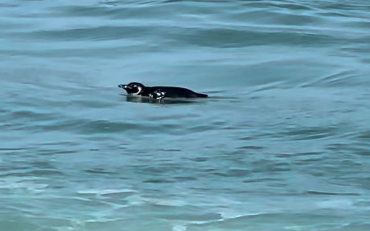 Morador de Saquarema flagra pinguim nadando na Praia do Boqueirão | Saquarema