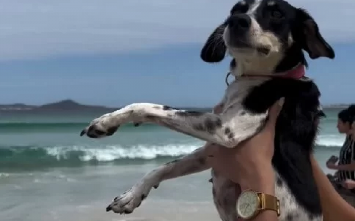 Lei que permite livre circulação de cachorros nas praias de Cabo Frio é sancionada | Política Costa do Sol