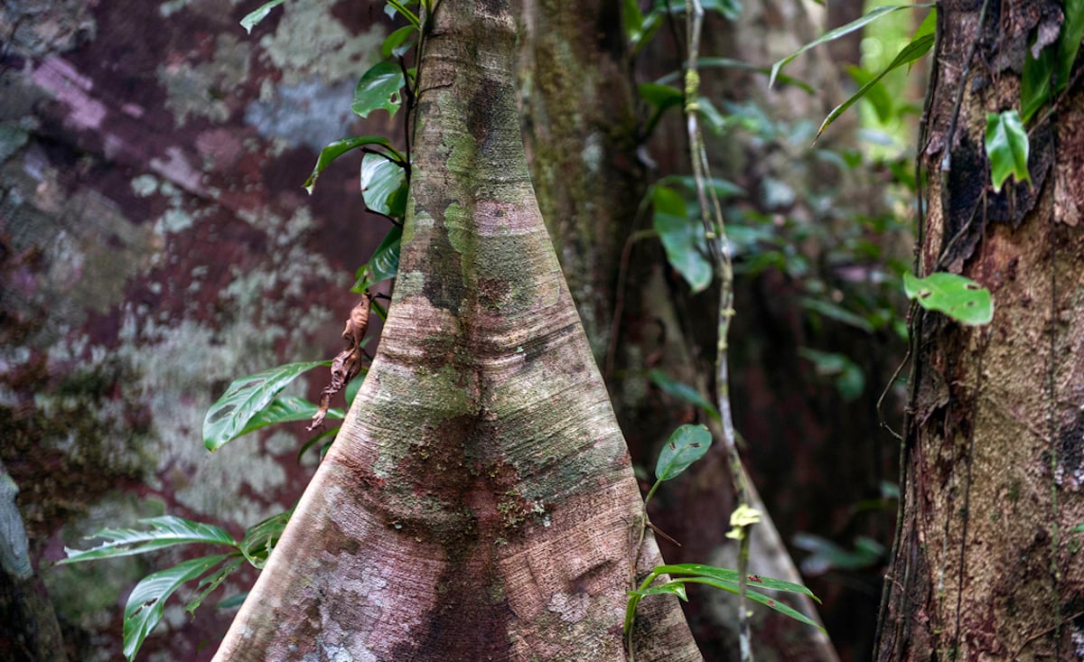árvores amazônia metano