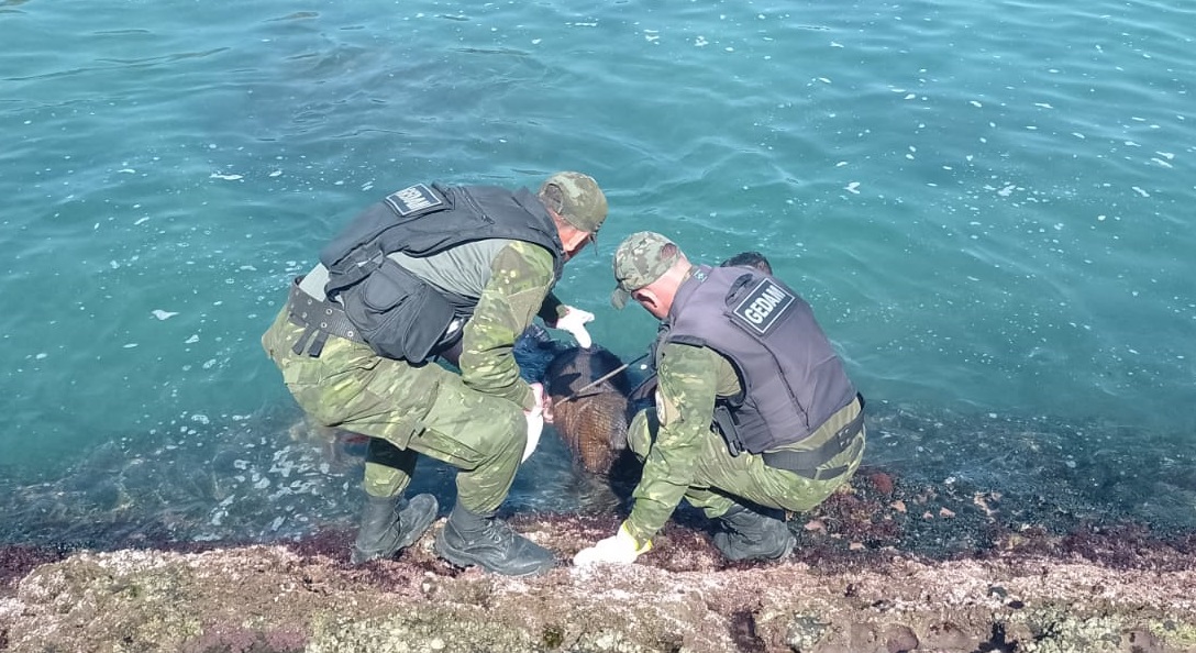 Guarda Municipal resgata capivara ferida na praia de Ponta Negra