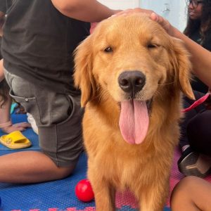 Cadela Bonnie melhora comunicação e autoestima de crianças na Casa do Autista em Arraial | Arraial do Cabo - Rio de Janeiro