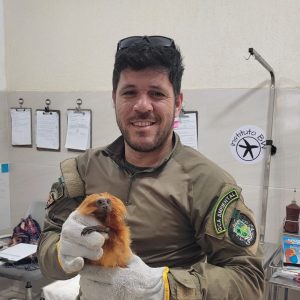 Guarda Ambiental de Saquarema resgata mico-leão-dourado ferido no bairro Guarani | Saquarema