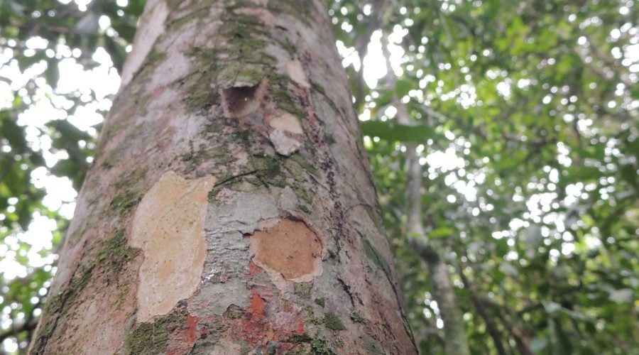 Maricá: Encontra-se árvore frutífera pouco comum em Maricá