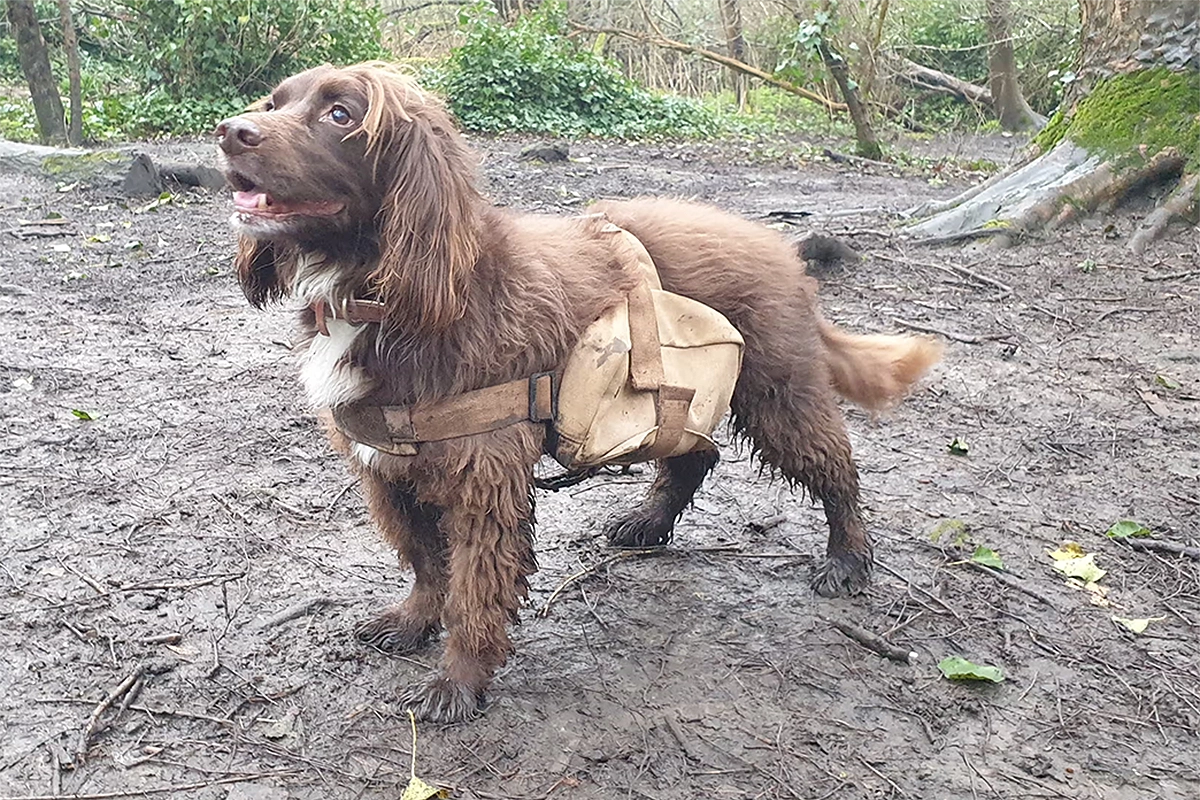 cães dispersoresde sementes