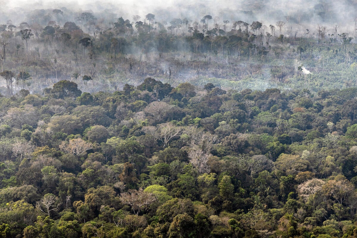 Desmatamento Amazônia