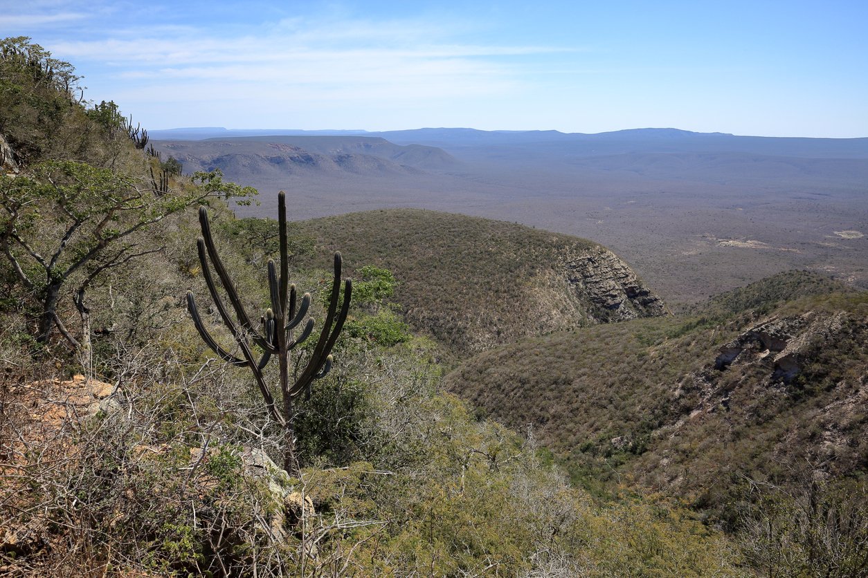 Caatinga