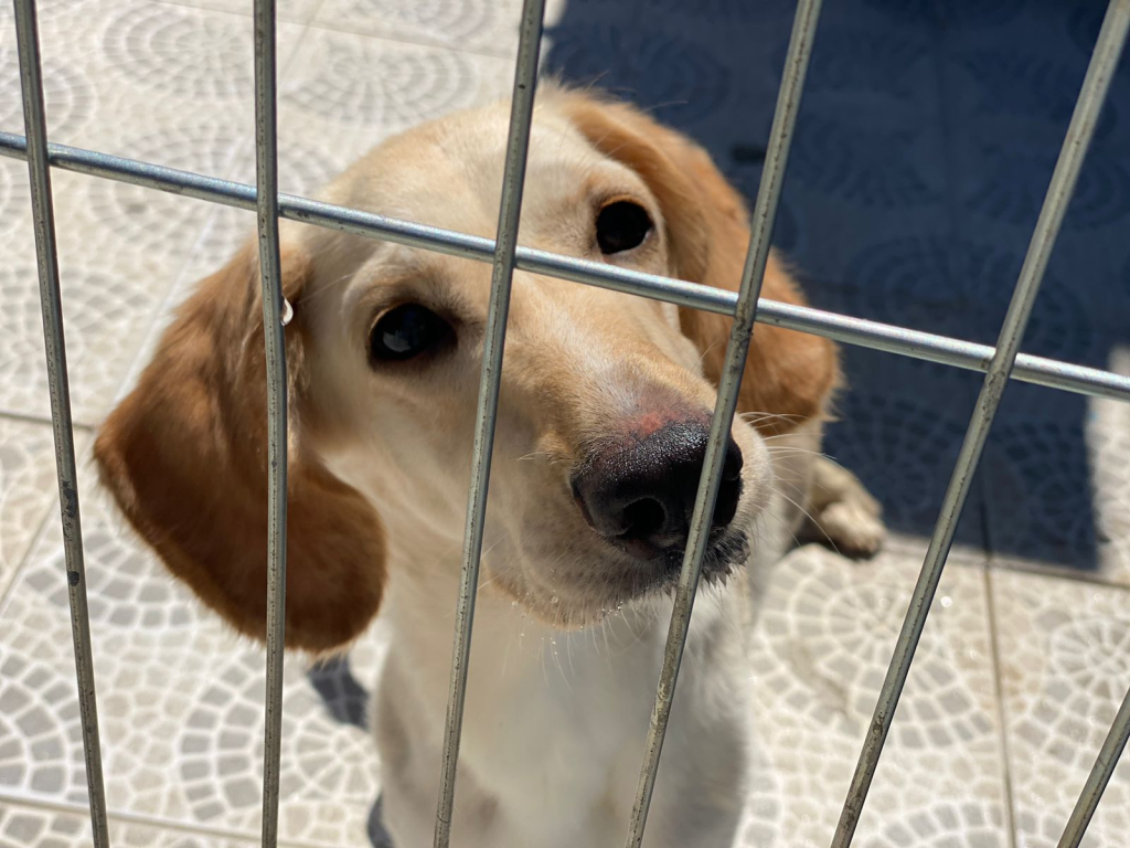 Maricá: Centro recebe Feira de adoção de cães neste sábado (24/08)