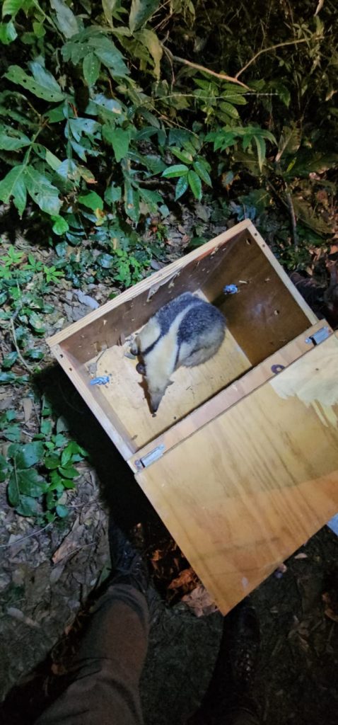 Tamanduá-mirim seguro após resgate pela Guarda Ambiental