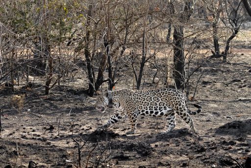 Kwara, onça-pintada monitorada pelo Onçafari no Pantanal. Foto: Bruno Sartori