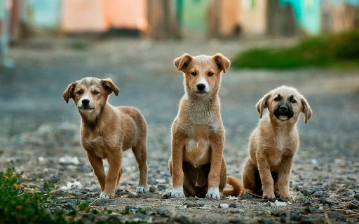 animais abandonados cachorros