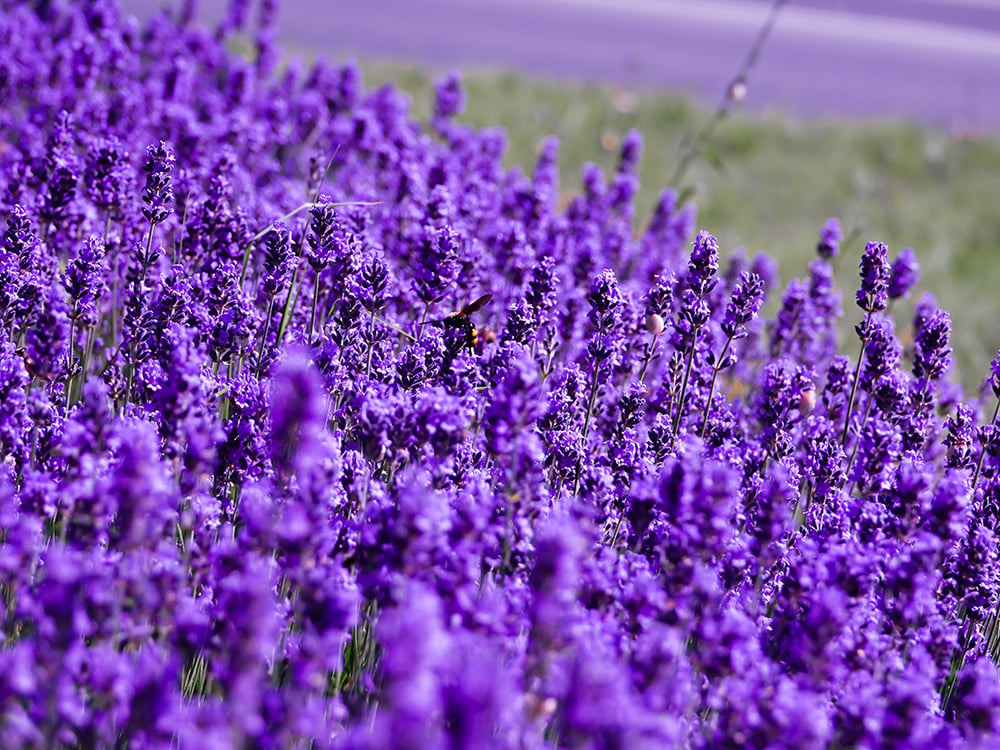 como plantar lavanda