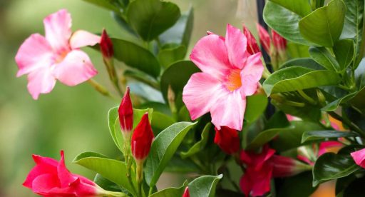 A imagem mostra uma dipladênia, com duas flores tubulares grandes, em cor-de-rosa e com miolo amarelo.