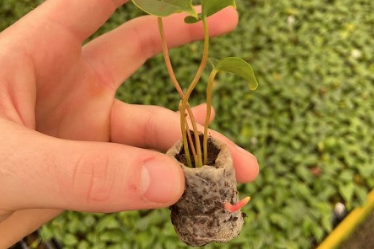 Filme fertiliza plantas de forma gradual e se degrada em 90 dias