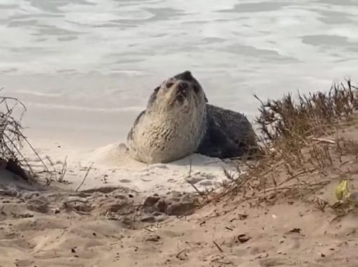 Lobo-Marinho é visto descansando em Arraial do Cabo