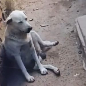 spot_img