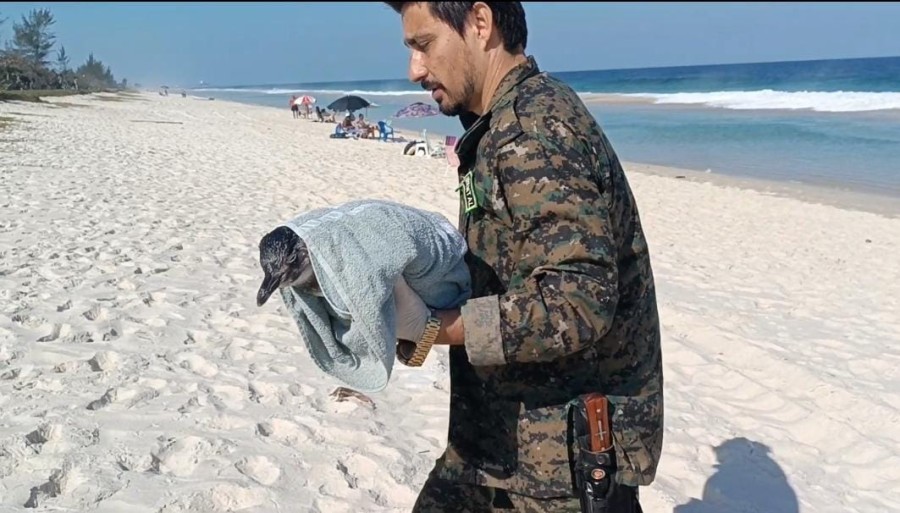 Ação da Guarda Ambiental em Saquarema