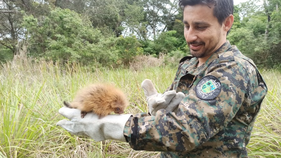 Cuidado com animais silvestres resgatados