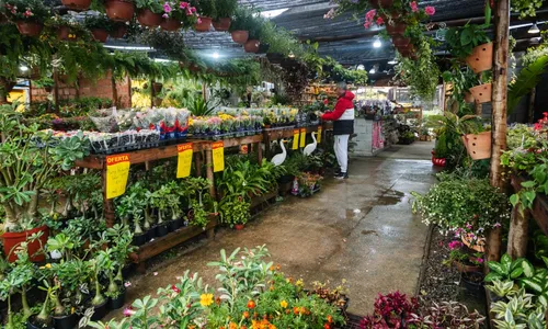 Zoo Garden oferece uma ampla variedade de flores e plantas