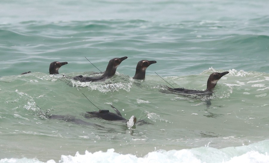 Instituto Albatroz realiza soltura de oito pinguins em praia de Cabo Frio — RC24H