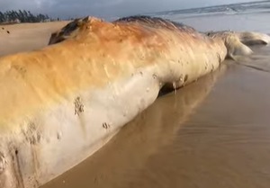 Baleia-jubarte é achada morta em praia de Cabo Frio | Enfoco