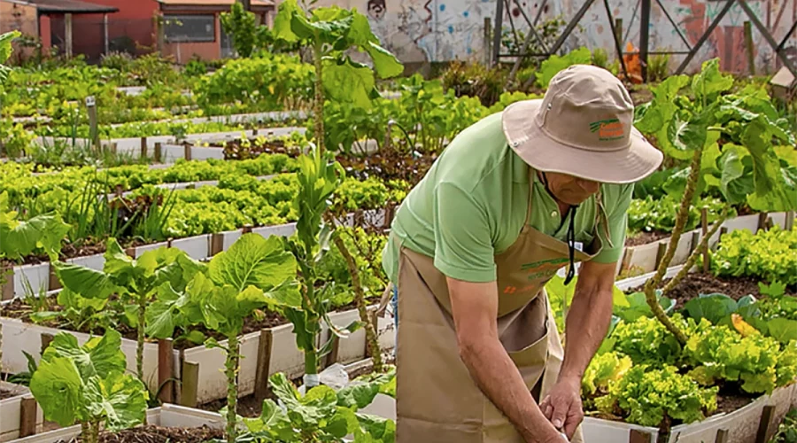 Livro digital grátis conecta hortas urbanas à saúde e alimentação segura.