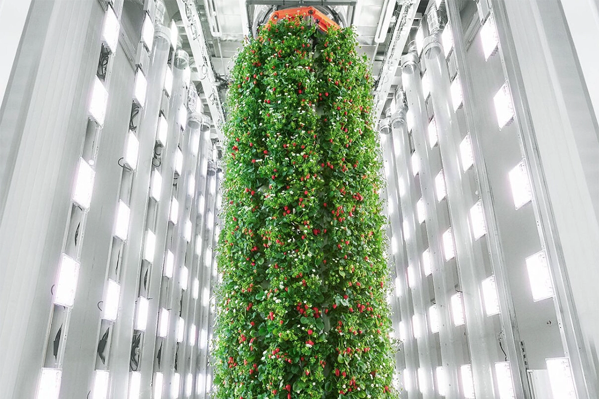 Fazenda vertical cultiva morangos com inteligência artificial