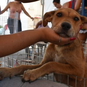 Cães e gatos de casa nova em Maricá | Enfoco