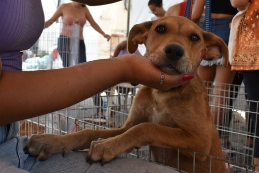 Cães e gatos de casa nova em Maricá | Enfoco