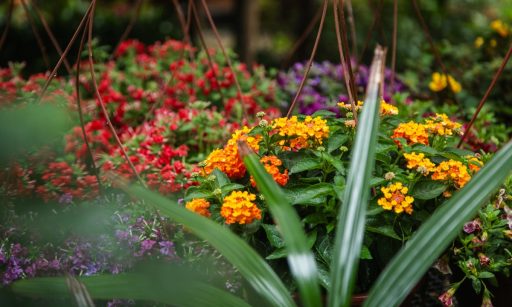 Guia rápido: como ter flores e plantas saudáveis em qualquer espaço | Enfoco