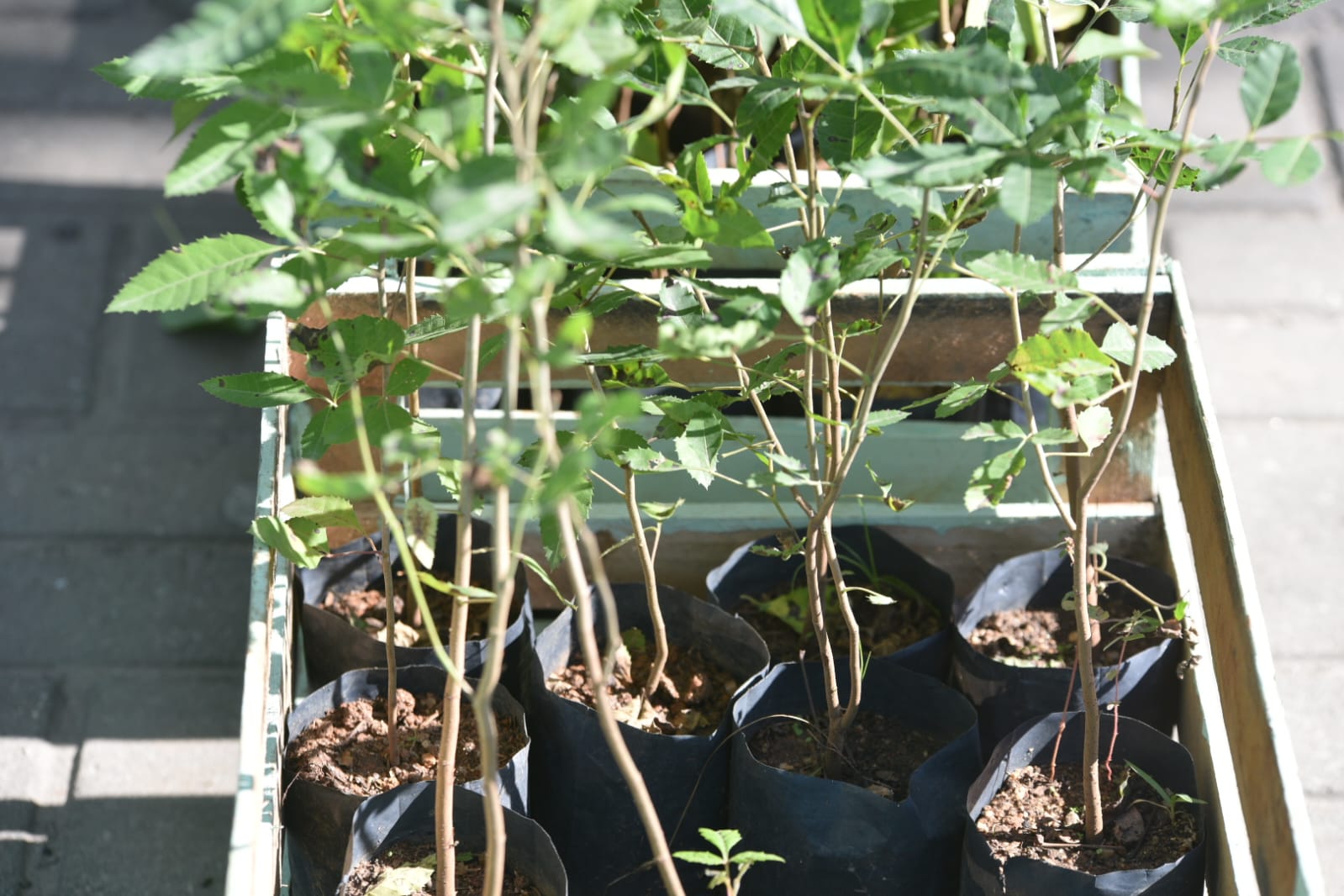 Secretaria de Cidade Sustentável divulga o calendário de outubro do programa Maricá+Verde