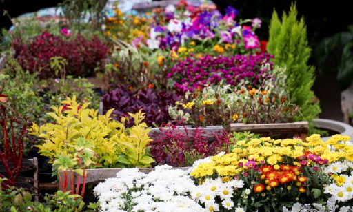 Famosas flores de Holambra, agora em Niterói e Maricá | Enfoco