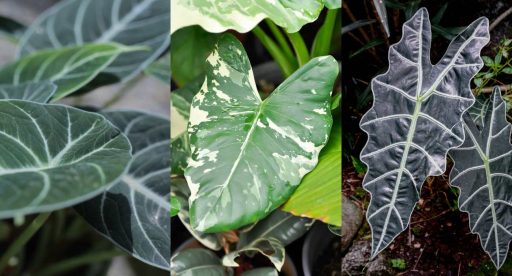 A imagem mostra três fotos de alocasias lado a lado, neste ordem: Black, Macrorrhizos e Amazonica (ou Polly).