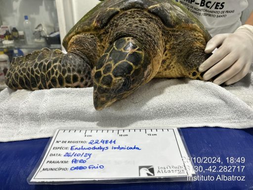 Tartarugas marinhas de espécies ameaçadas de extinção encalham em praias de Cabo Frio e Búzios — RC24H