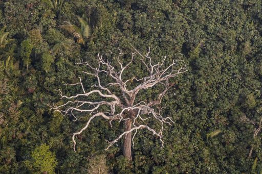 Desmatamento Amazônia