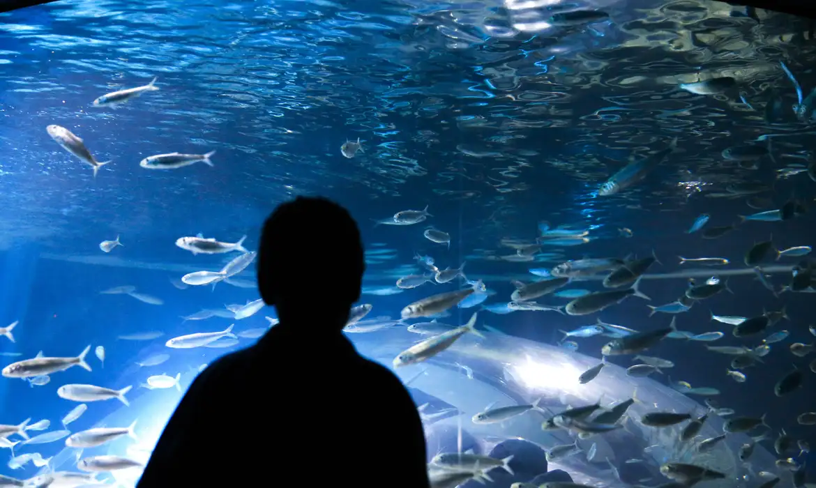 Aquário com peixes amazônicos perto de sair do papel em Maricá | Enfoco