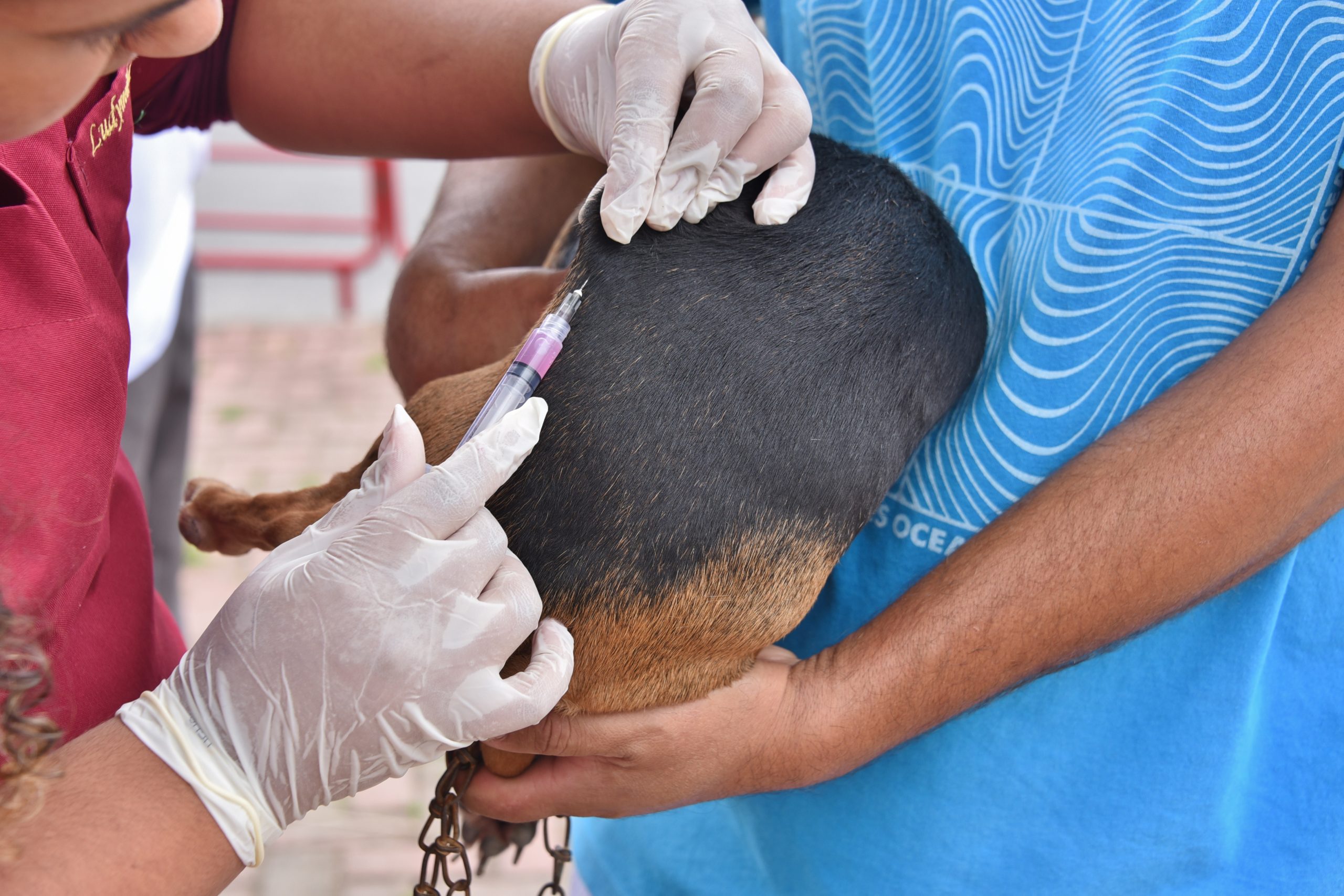 Maricá: Campanha de Vacinação Antirrábica Animal começa nos distritos Centro e Ponta Negra neste sábado (23)