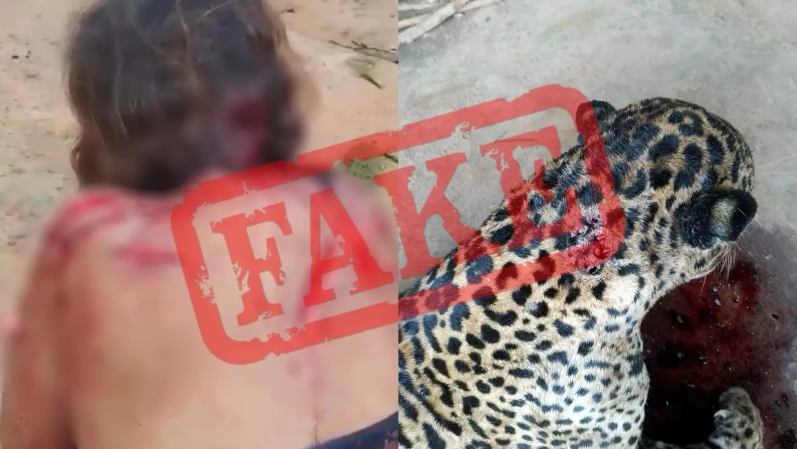 Mulher atacada por onça-pintada em Araruama? Entenda vídeo viralizando nas redes sociais — RC24H