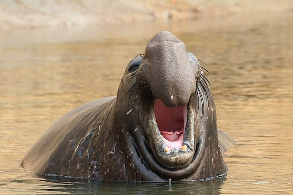 Elefante-marinho-do-norte retratado via Grendelkhan/Wikimedia Commons