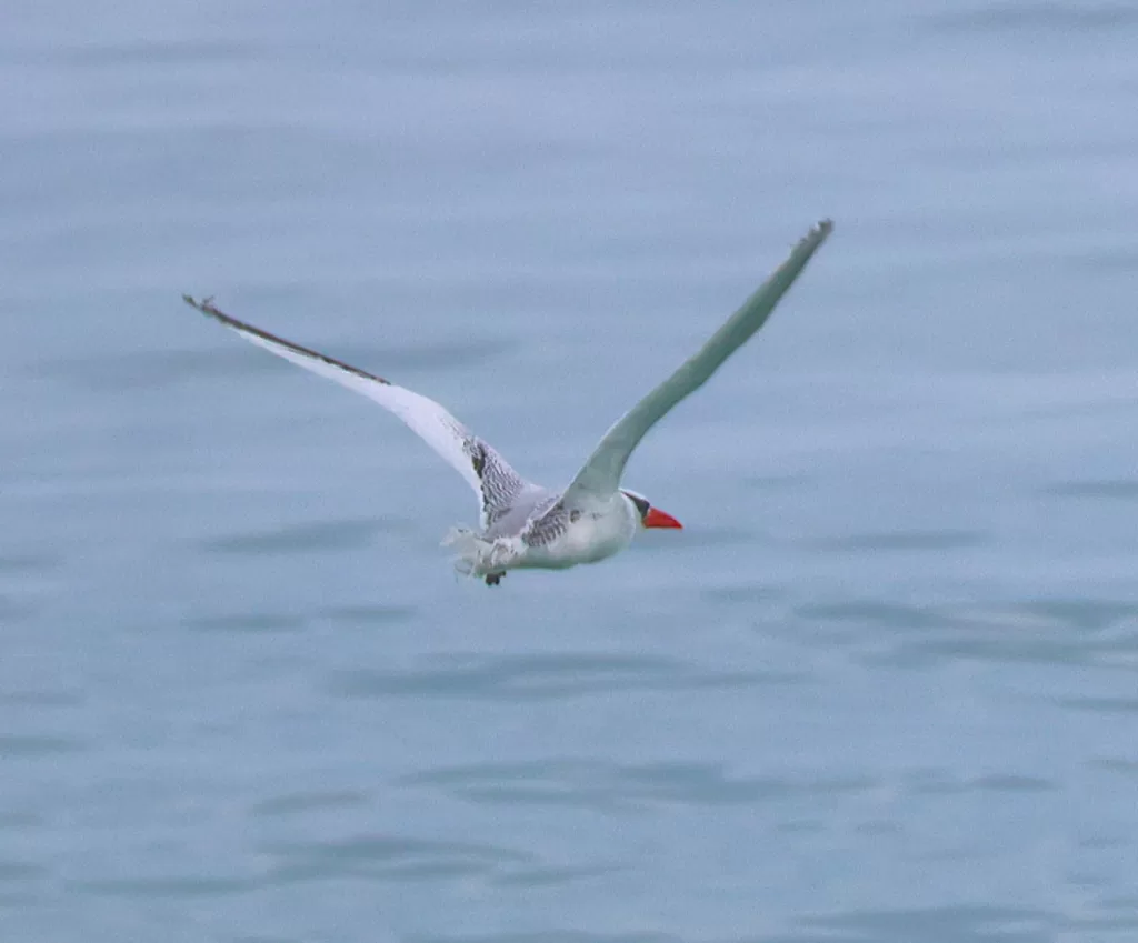 Libertação da ave oceânica pelo Instituto Albatroz