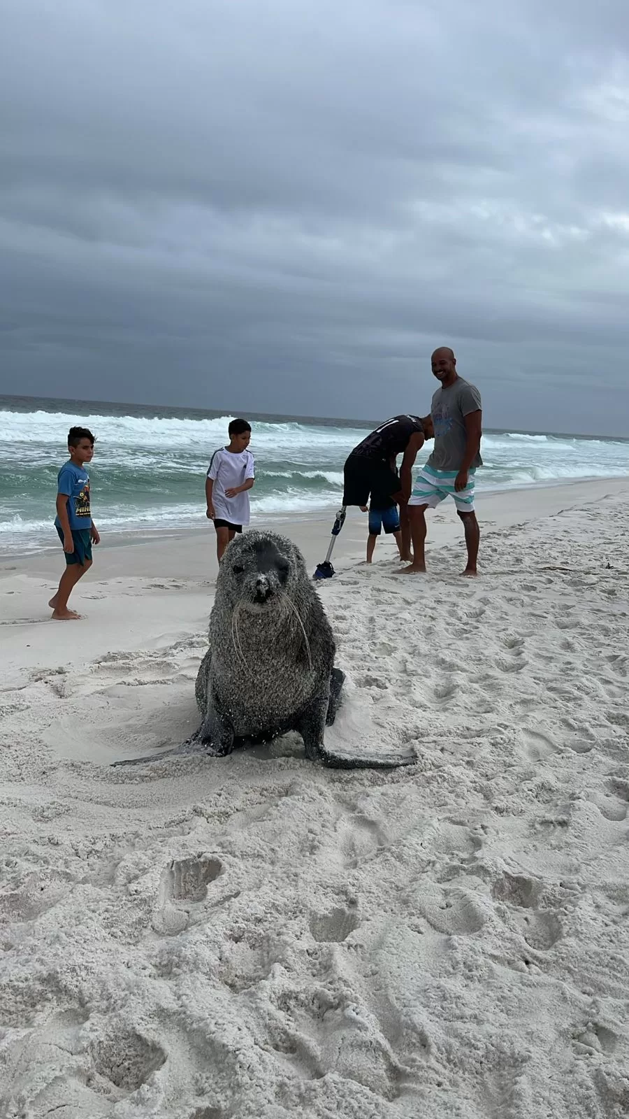 Lobo-marinho Joca está na Praia de Figueira, em Arraial do Cabo — RC24H