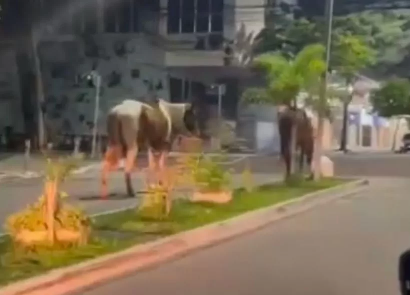 cavalos são flagrados passeando pelo Centro — RC24H