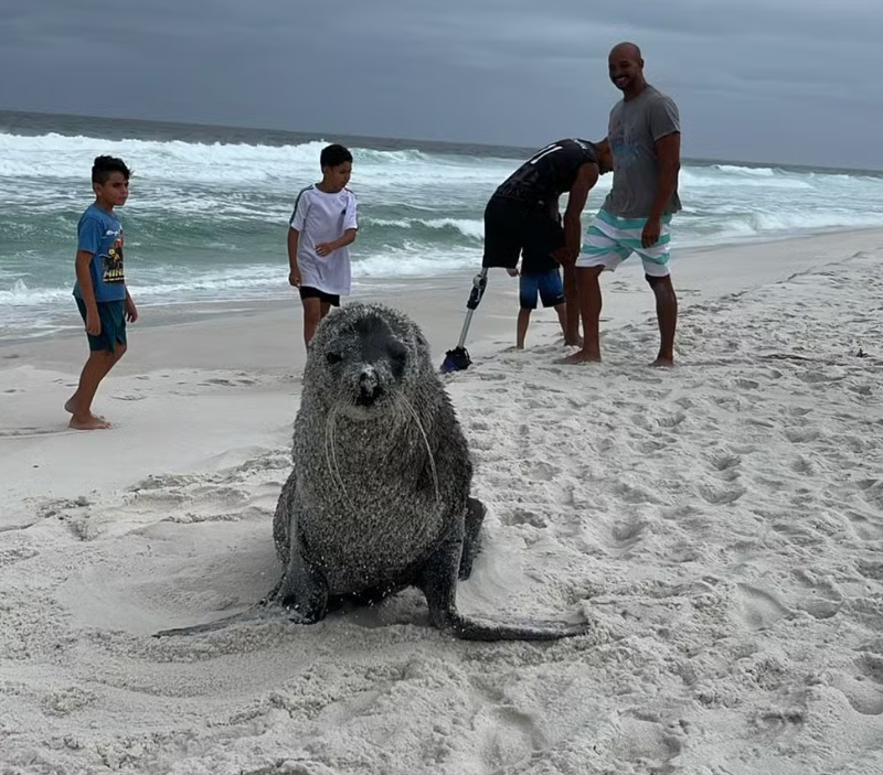 Lobo-marinho aparece em Arraial do Cabo