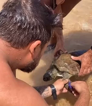 Tartaruga-marinha é resgatada em Rio das Ostras; veja vídeo — RC24H