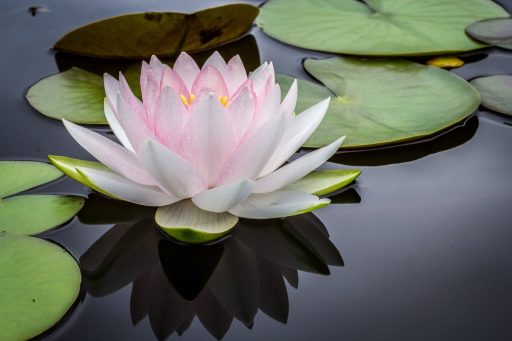 soluções baseadas na natureza