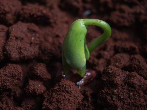 plantio de árvores, semente