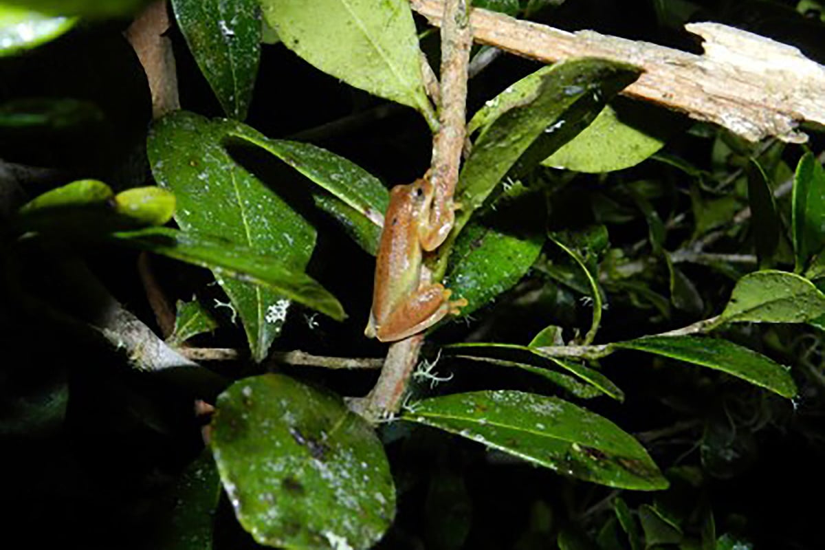 Pererequinha-do-brejo Dendrosophus minutus no Parque Estadual da Serra do Mar, Núcleo Santa Virgínia, no Município de São Luís do Paraitinga (SP)