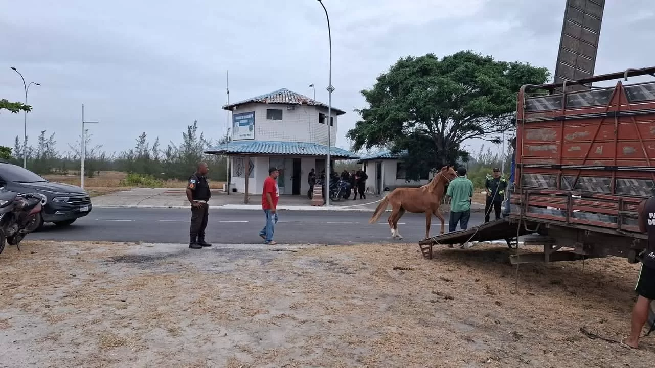 Cavalos soltos são retirados de rodovia em Arraial do Cabo antes de provocar acidentes — RC24H