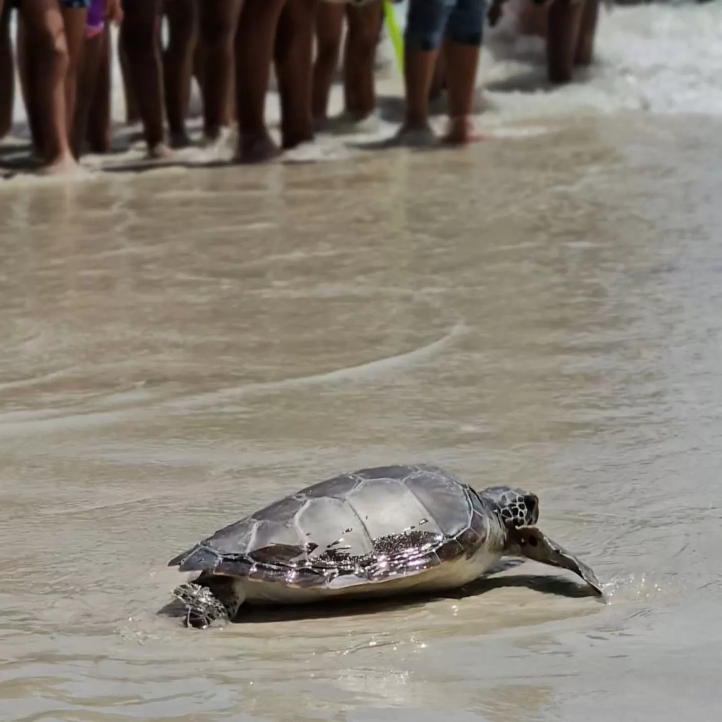 DE VOLTA AO LAR/ Tartaruga-verde é devolvida ao mar em Arraial do Cabo — RC24H