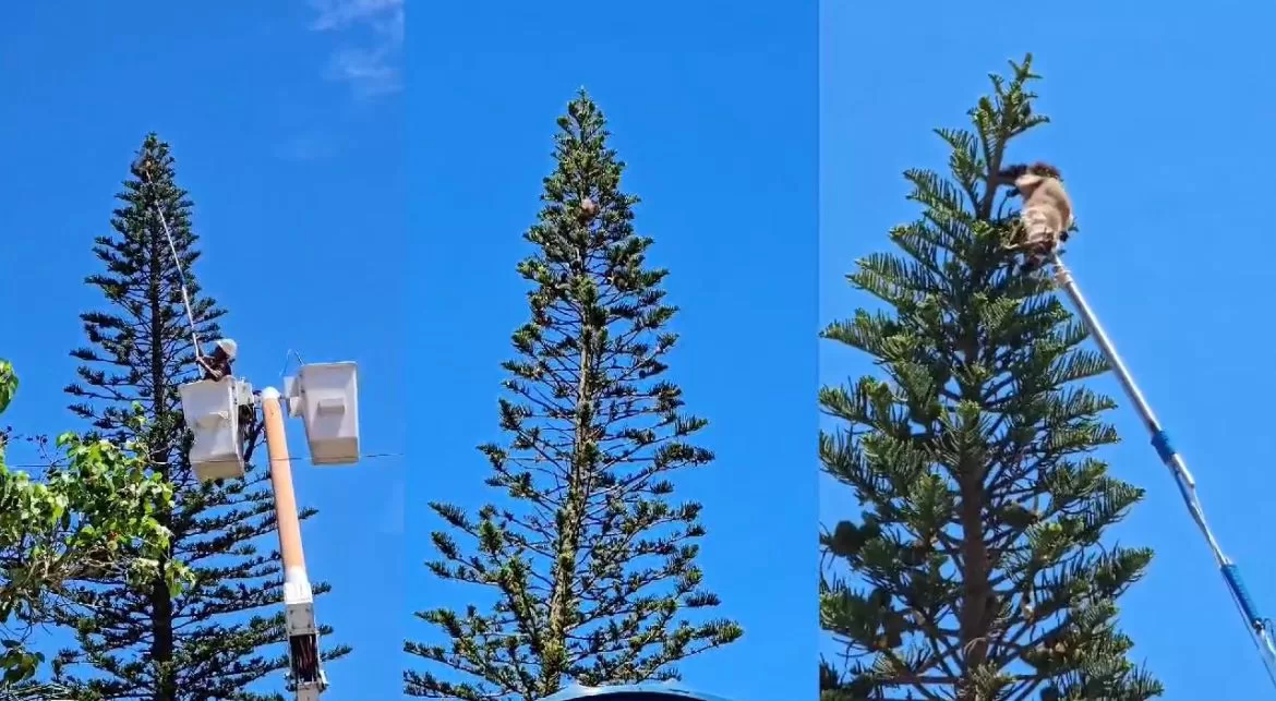 Gatinha fica presa em pinheiro de 15 metros e mobiliza resgate em Arraial — RC24H