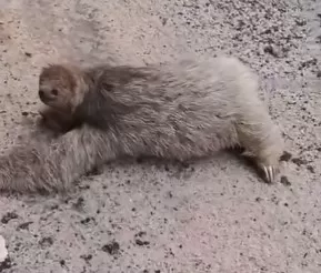 Bicho-preguiça é flagrado passeando no Parque Municipal Mico-Leão Dourado, em Cabo Frio — RC24H